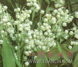 鈴蘭 君影草、草玉玲