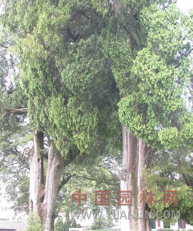 柏木 香扁柏、垂絲柏、黃柏、掃帚柏、柏木樹、柏香樹、柏樹、密密柏