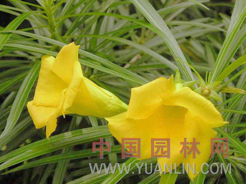 黃花夾竹桃 酒杯花、斷腸草