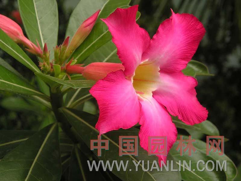 沙漠玫瑰 天寶花、沙紅姬花、亞當(dāng)花、矮性雞蛋花