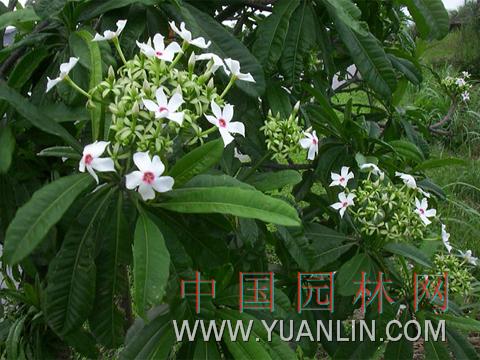 海檬果 黃金茄牛、心荔山杭果、海芒果、海檬果