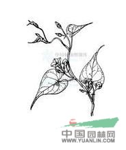 北魚黃草(原變種) 