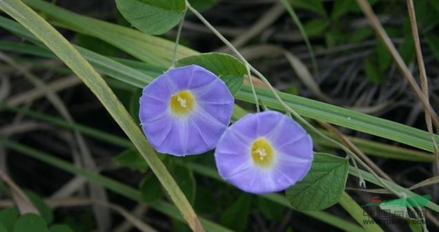 藍花土瓜 
