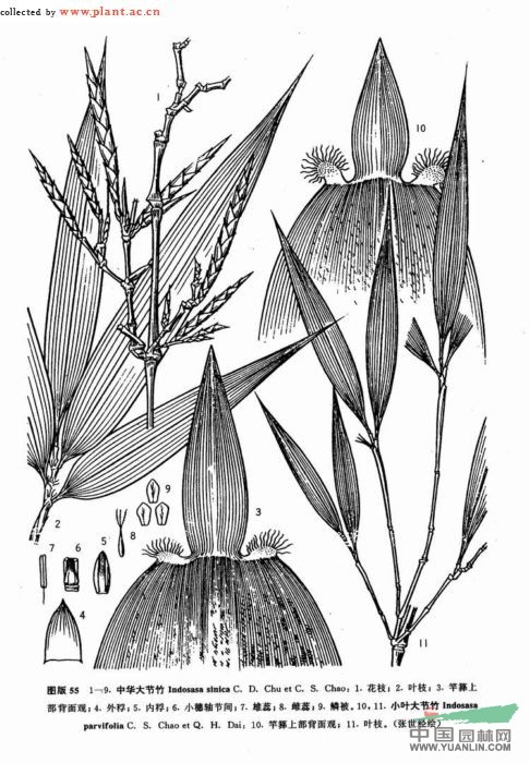 小葉大節(jié)竹 