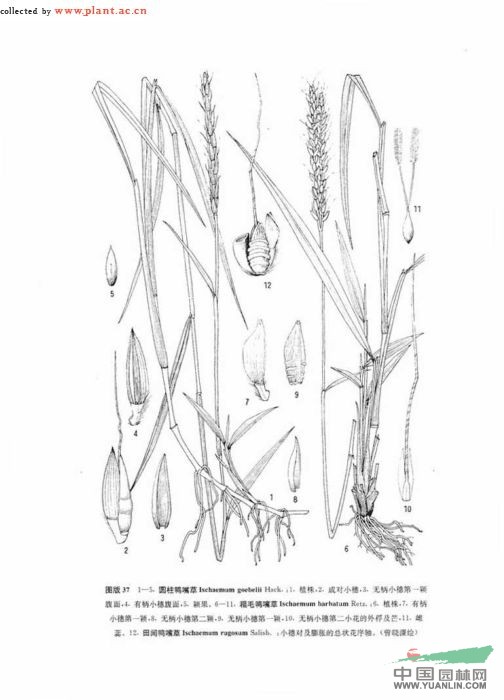 粗毛鴨嘴草 