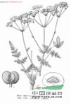 雙生隱盤芹 