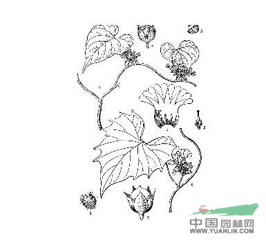 裂葉鱗蕊藤 