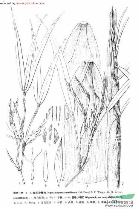 糙花少穗竹 