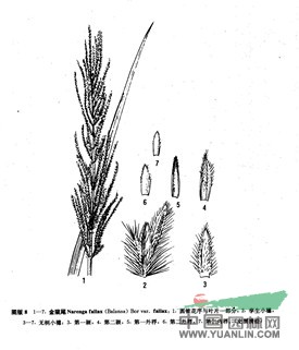 金貓尾(原變種) 
