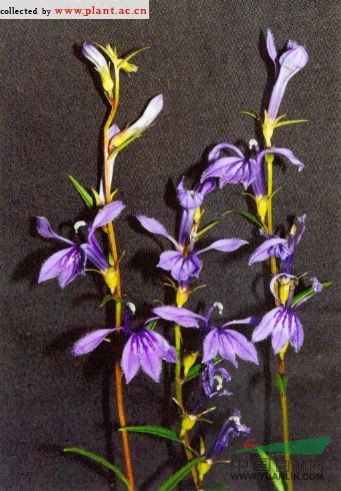 山梗菜 半邊蓮、水莧菜、苦菜、節(jié)節(jié)花、大種半邊蓮、水折菜、天竹七、對(duì)節(jié)白、水楊、柳