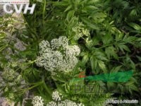 柳葉芹 小葉獨(dú)活(東北植物檢索表)、雞爪芹、叉子芹(遼寧)
