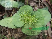 馬蹄芹 大苞芹、雙叉草、山荷葉