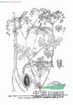 圓錐莖阿魏 