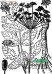 白亮獨(dú)活 藏當(dāng)歸(西藏)、白羌活(云南)