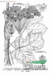 獨活 大活、牛尾獨活、假羌活