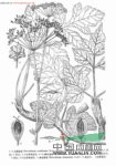 裂葉獨(dú)活 藏當(dāng)歸(青海)，千葉獨(dú)活(秦嶺植物志)