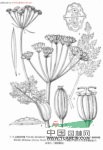 欖綠阿魏 萬丈深、白芷(云南麗江)