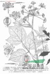 少管短毛獨(dú)活