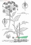 印度獨(dú)活 香白芷(云南)