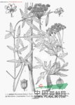 永寧獨(dú)活 獨(dú)活(云南)