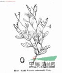 大白刺 齒葉白刺、羅氏白刺