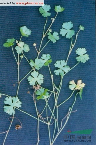 破銅錢(qián) 鵝不食草(江西)、銅錢(qián)草(廣西)、小葉銅錢(qián)草