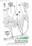 中華天胡荽 地彈花、銅錢草