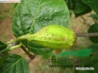 夏蠟梅 