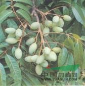 橄欖 橄欖子(《南州異物志》)、橄棪(孟說)、忠果(《記事珠》)、青果(《宛陵集》)、青子(《東坡詩(shī)集》)、諫果(《齊東野語》)、青橄欖(《海槎余錄》)、白欖(《廣東新語》)、黃欖、甘欖(《陸川本草》)