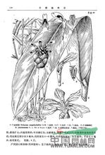 紅茴砂 