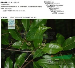 嶺南山茉莉 