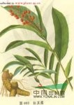 紅豆蔻 