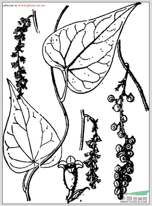 輪環(huán)藤 