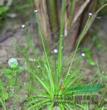 白藥谷精草 賽谷精草，流星草