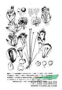 短萼谷精草 