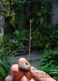 小花地不容 