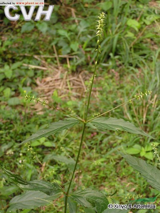 柳葉牛膝 