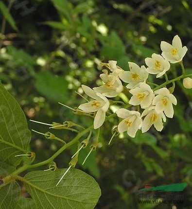 玉鈴花 白云樹(shù)