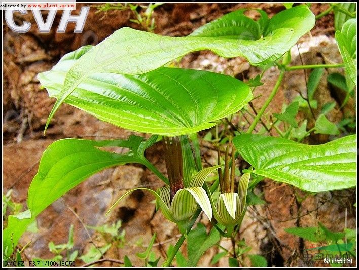 大百部 對(duì)葉百部、大春根藥