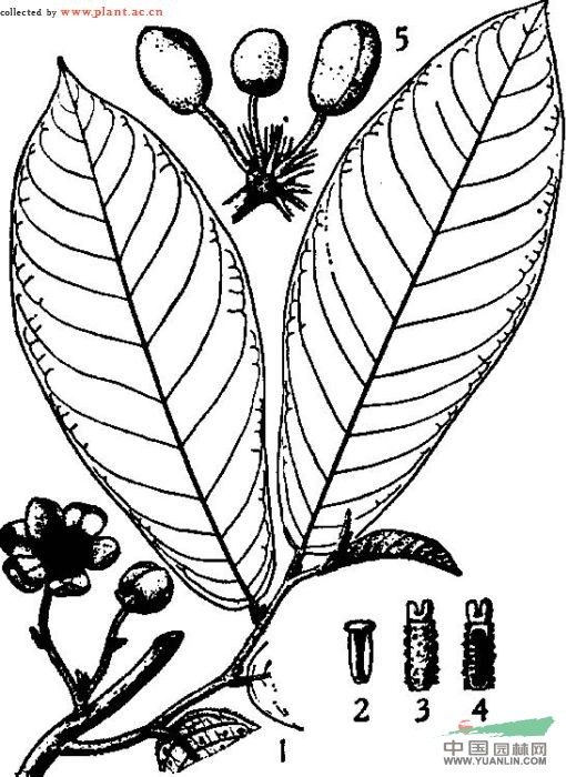 黃花紫玉盤 