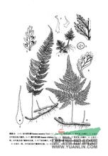 長(zhǎng)葉陰石蕨 