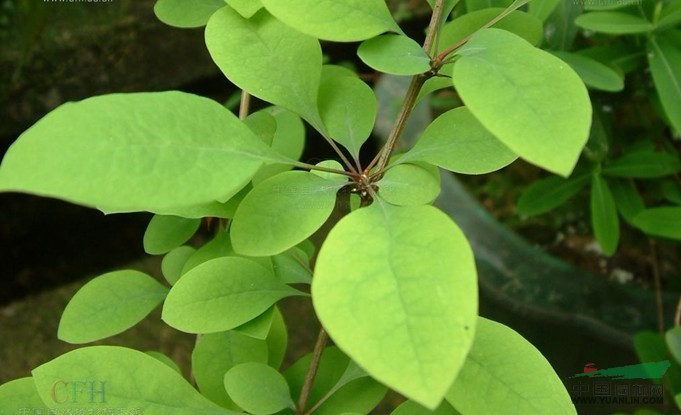 廬山小檗 