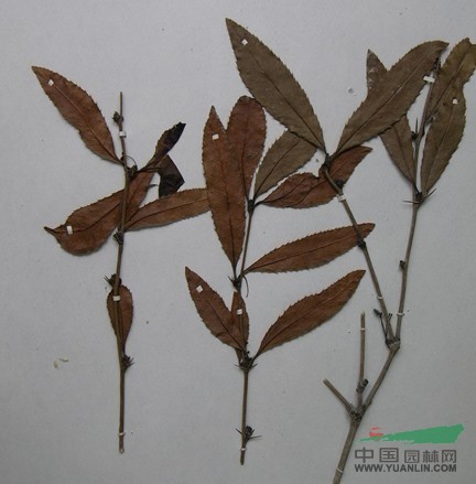 密齒小檗 