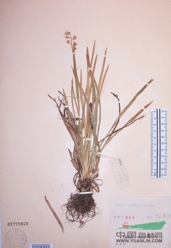疏花粉條兒菜 