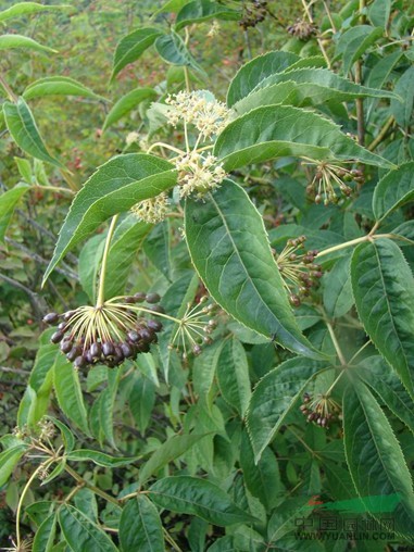 腺毛粉條兒菜 