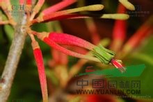 紅花寄生 馬桑寄生、桃木寄生、枇杷寄生、油茶寄生