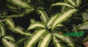 斜羽鳳尾蕨(原變種) 