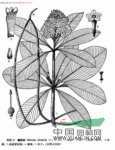 糖膠樹 