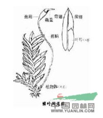 粗厚鳳尾蘚 