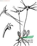 斑唇卷瓣蘭 毛邊卷瓣蘭(海南植物志)，黃花卷瓣蘭(臺(tái)灣植物志)，翠花卷瓣蘭(臺(tái)灣蘭科植物)，黃花石豆蘭(臺(tái)灣蘭科植物彩色圖鑒)